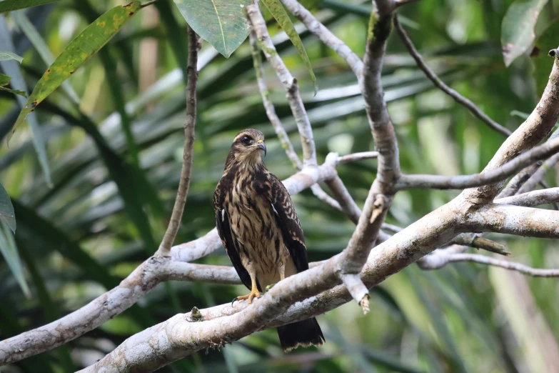 a bird sitting on top of a tree nch