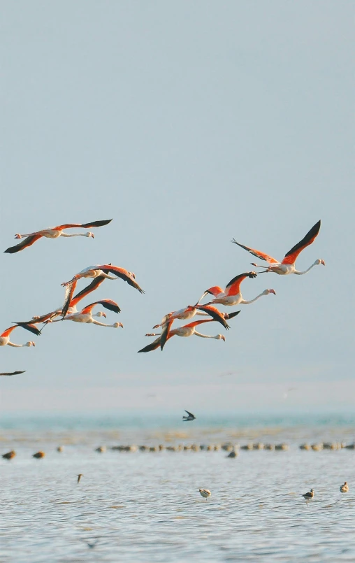 a flock of birds flying above the ocean