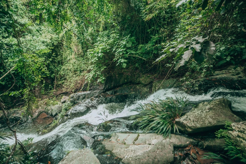 a stream running through a lush green forest