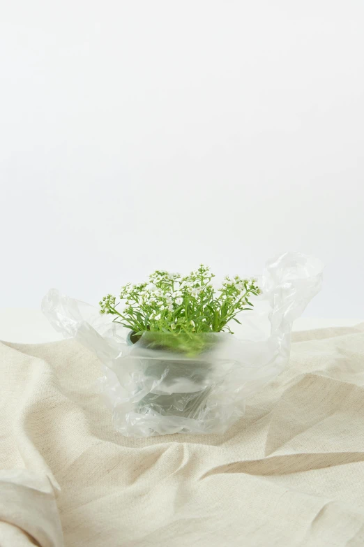 the green plant has been placed in a plastic bag