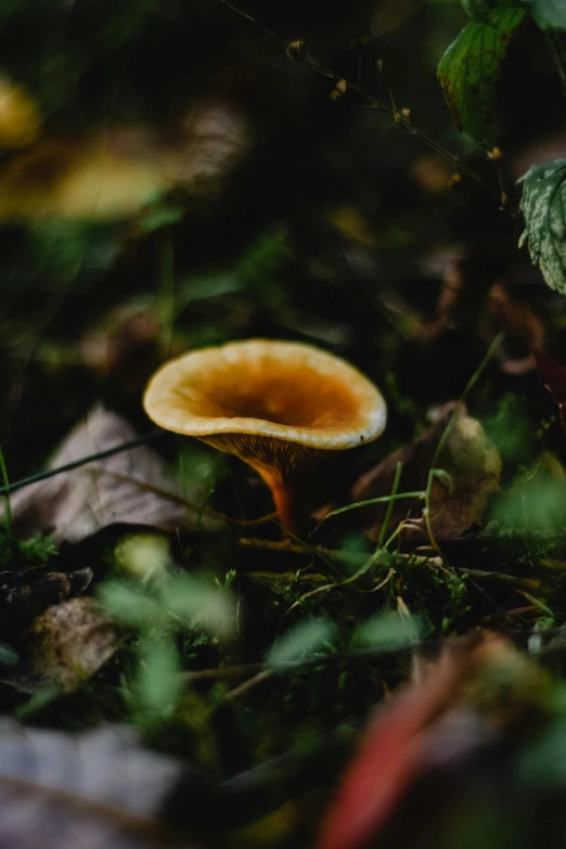 an image of a mushroom that is growing on the ground