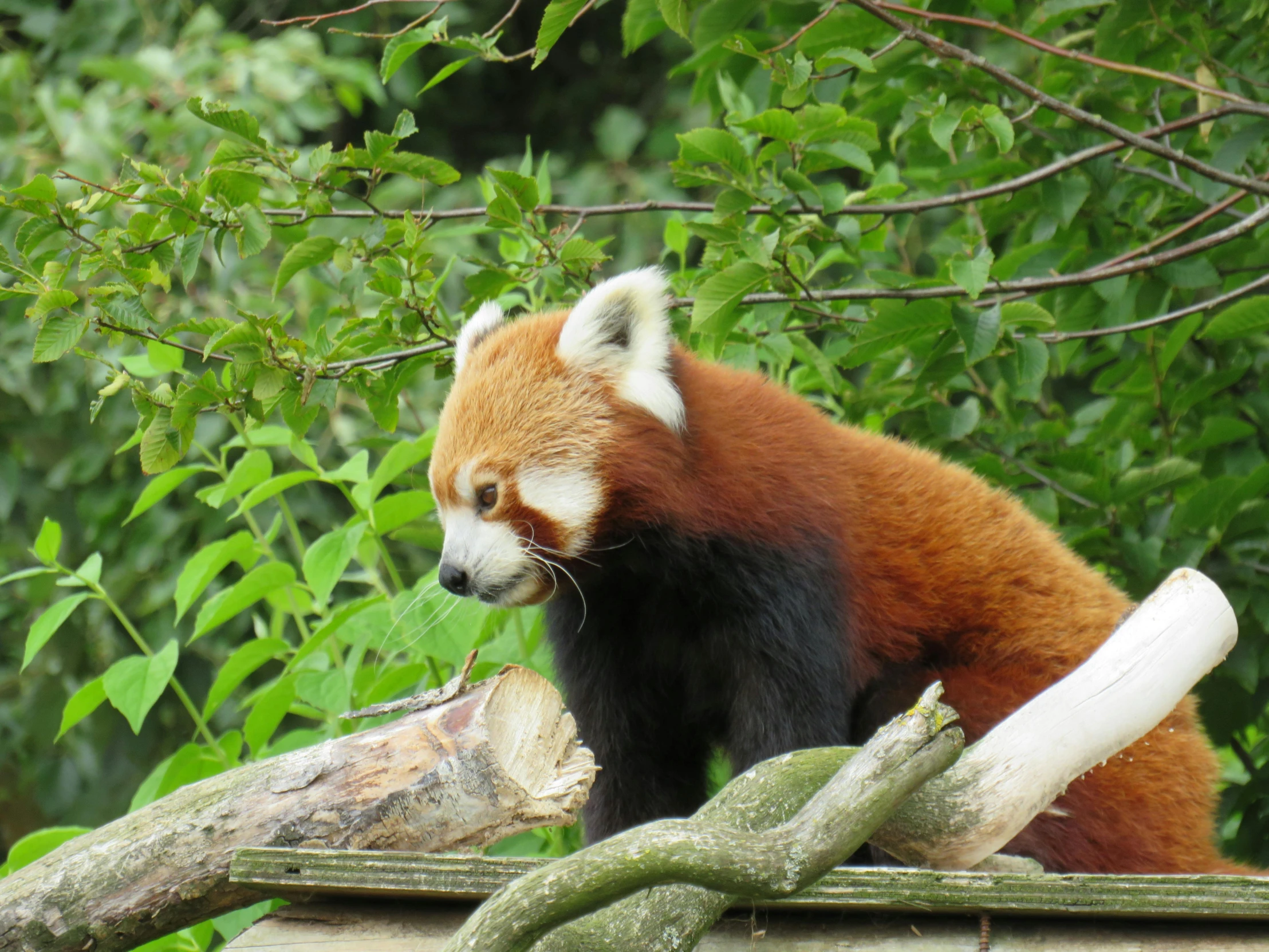 a red panda bear is standing on a log