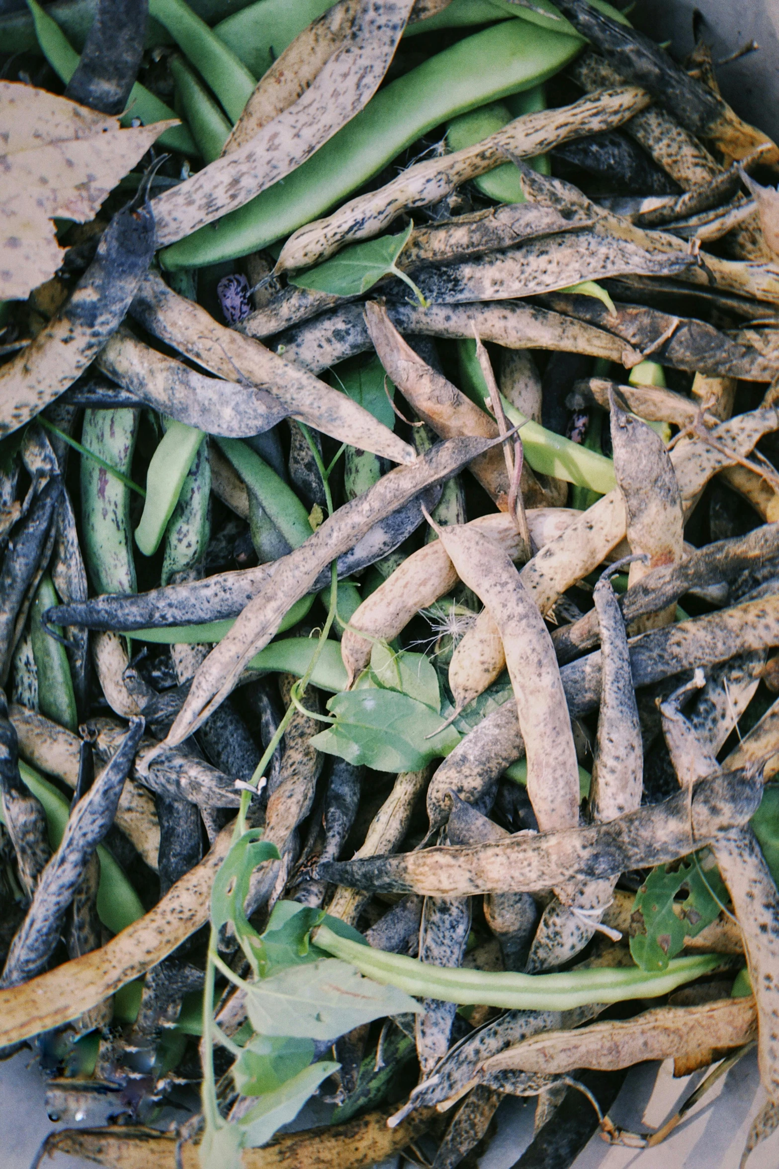 a group of brown and green beans sitting on top of each other