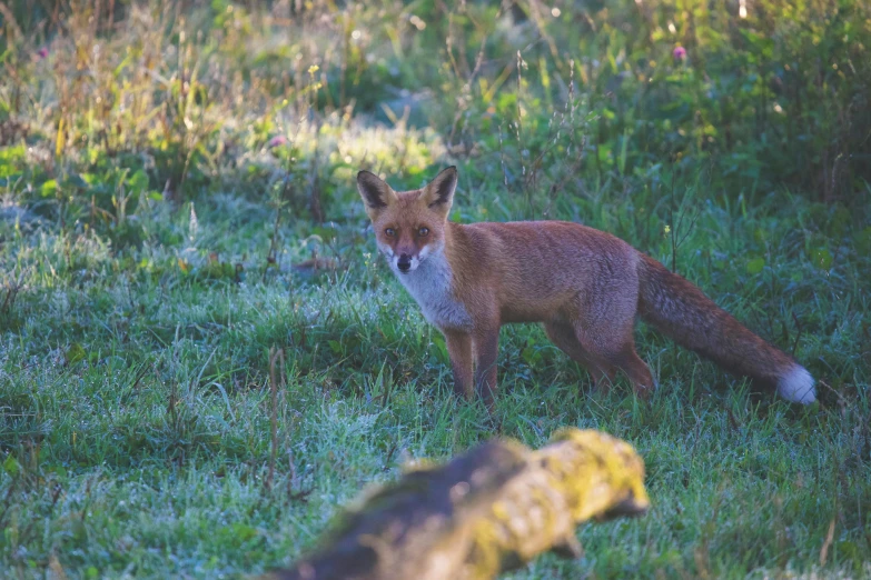 a small fox walks through the grass and plants