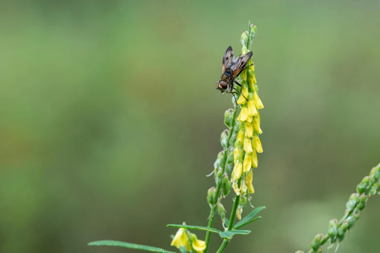 a bug is sitting on top of a flower