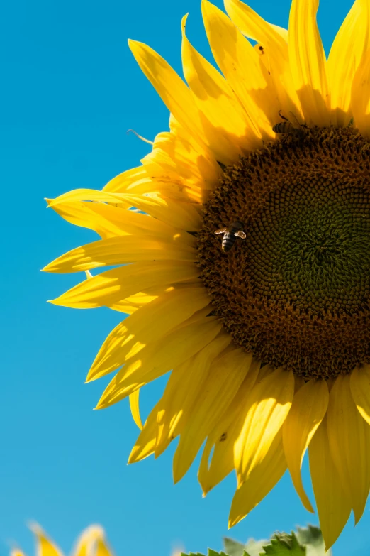 the sunflower is yellow with two bees on it