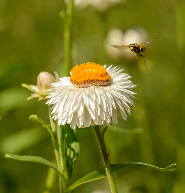 a white flower with a bee is in front of it