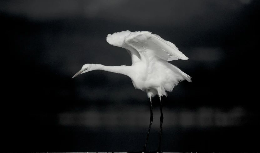 white bird with large legs flying high up