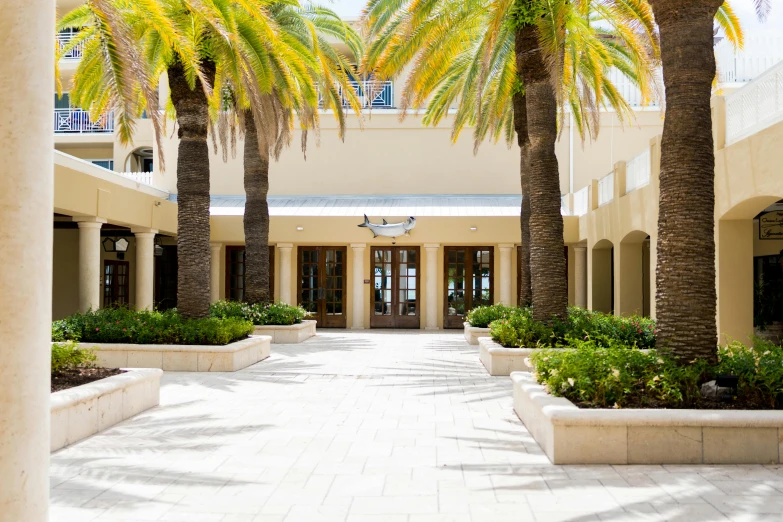 palm trees line a white tiled walkway near the entrance