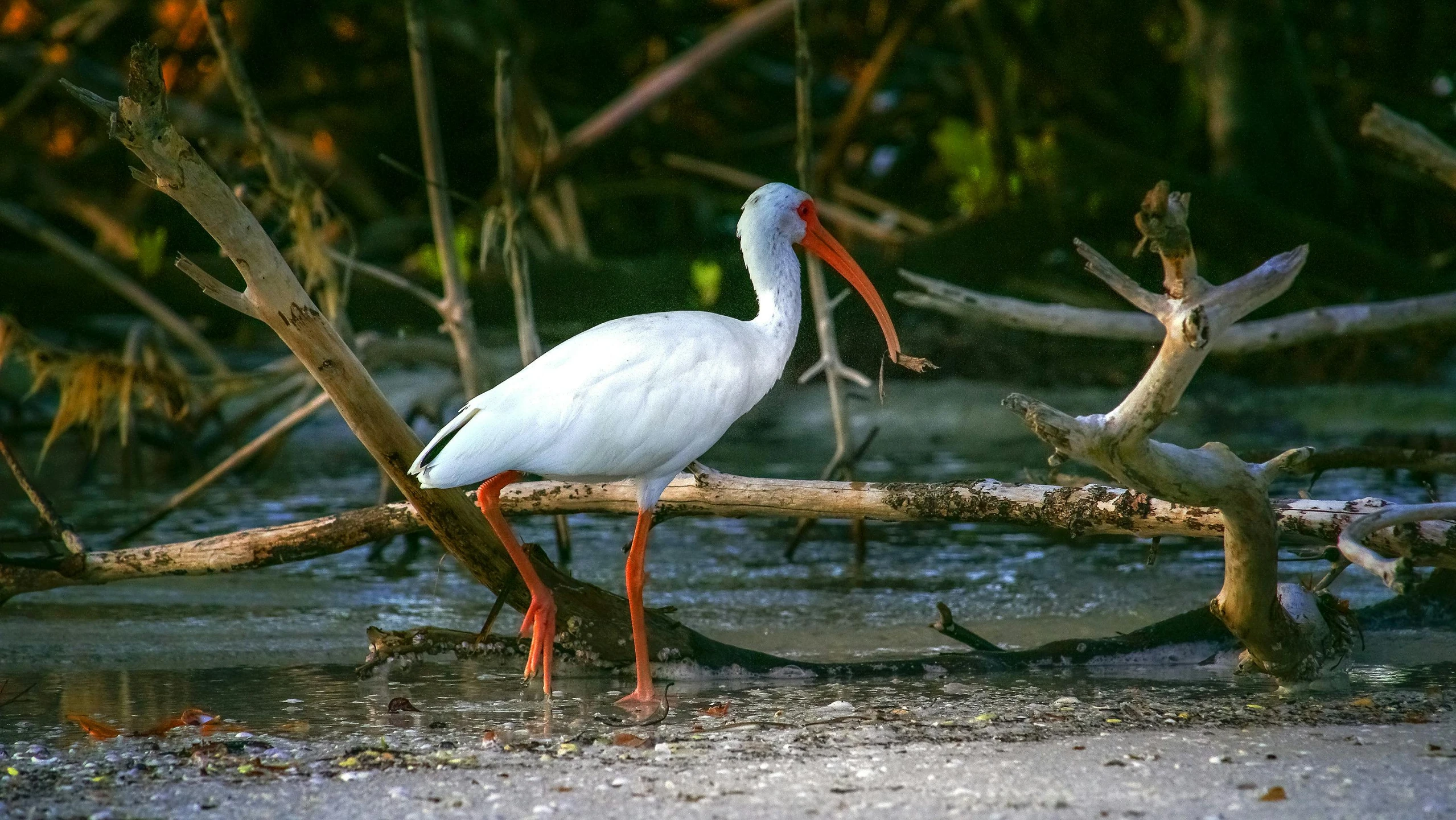 a white bird standing on a broken tree nch