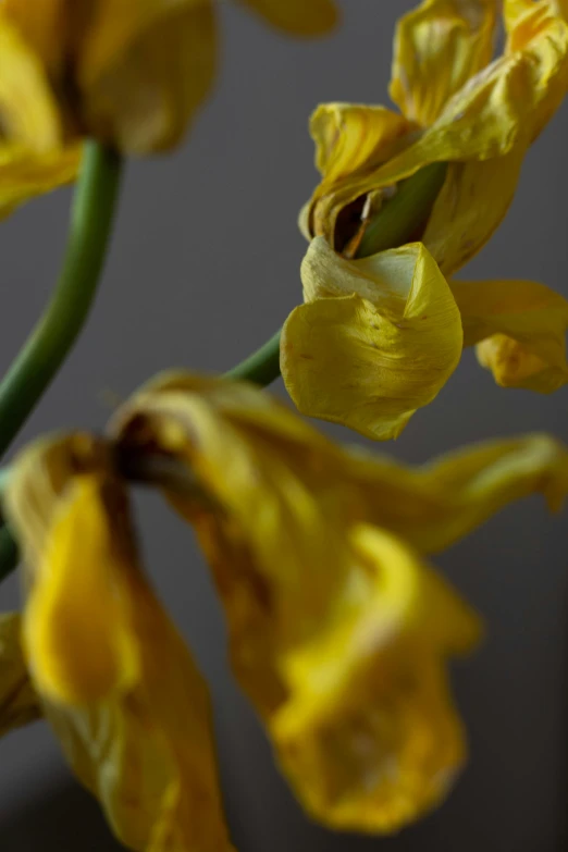 some yellow flowers against a grey wall