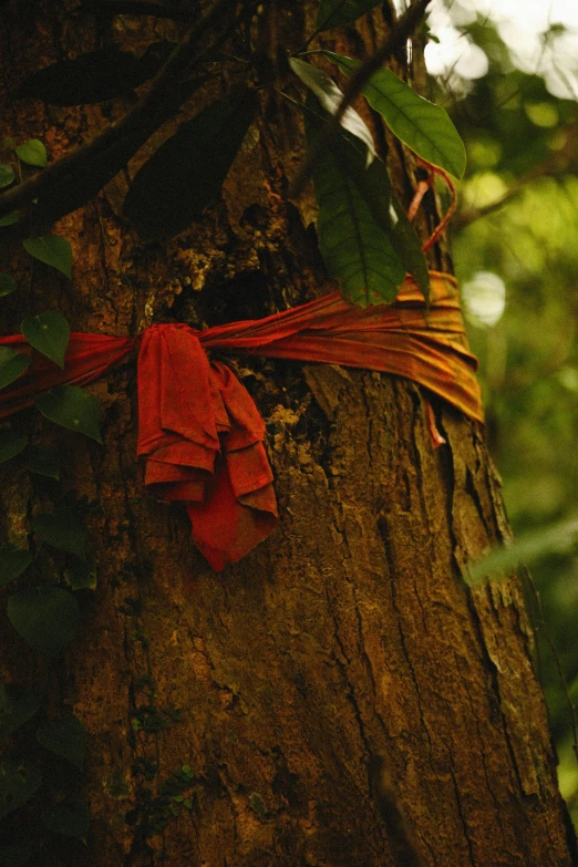 a red handkerchief tied to a tree trunk