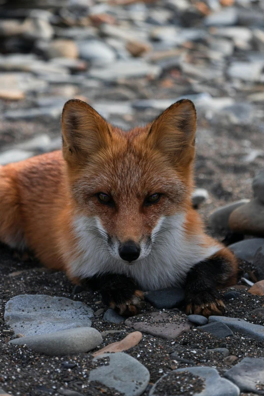 a fox laying on some rocks and gravel