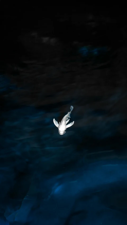 a close - up of a white bird flying in the air