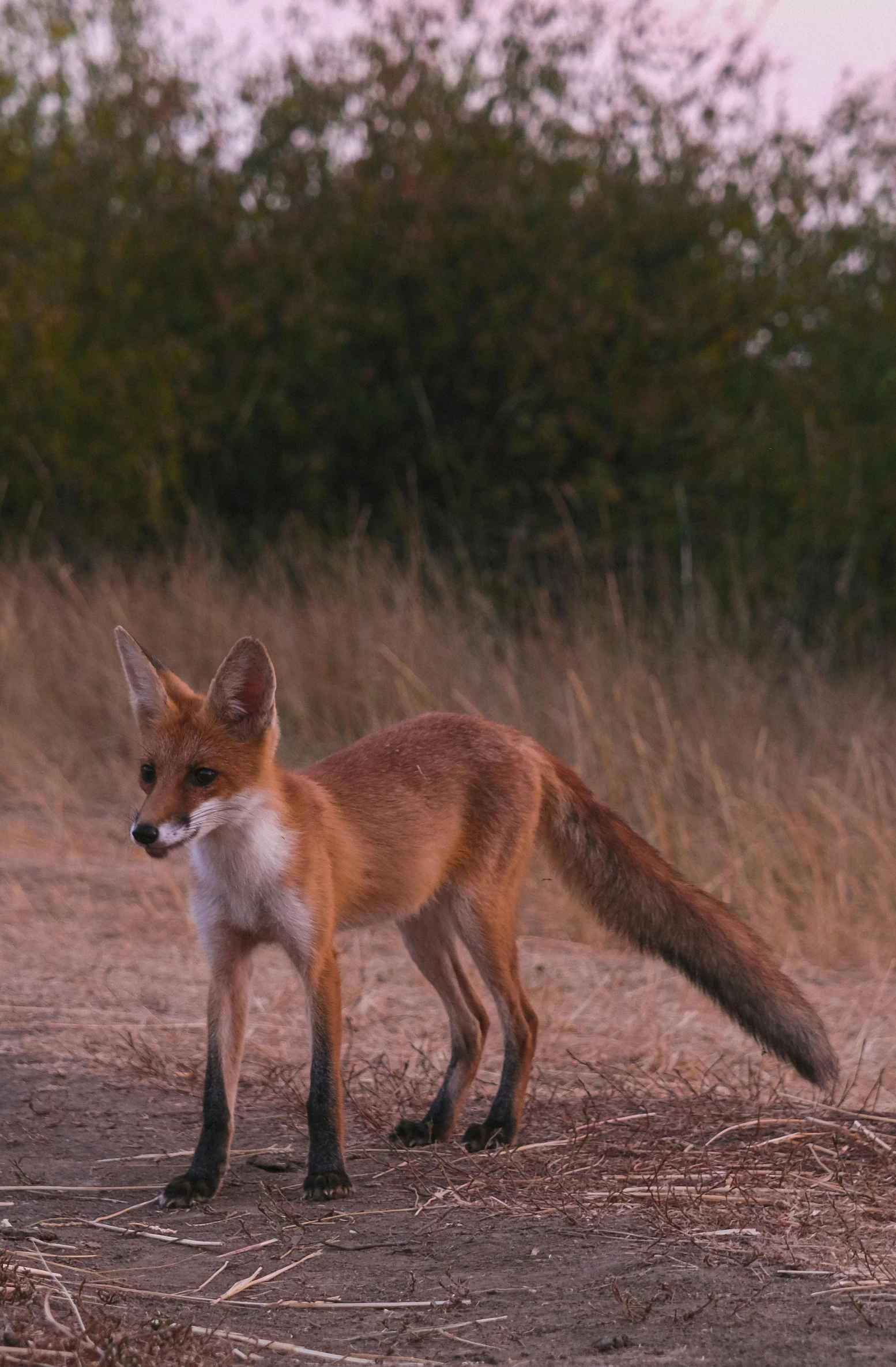 a small brown fox standing on top of a dry grass covered field