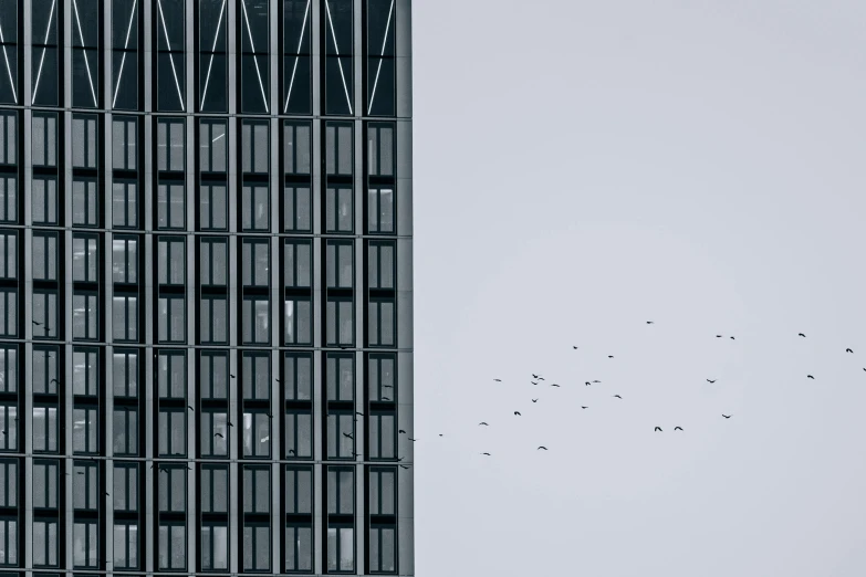 a flock of birds flies past a tall building