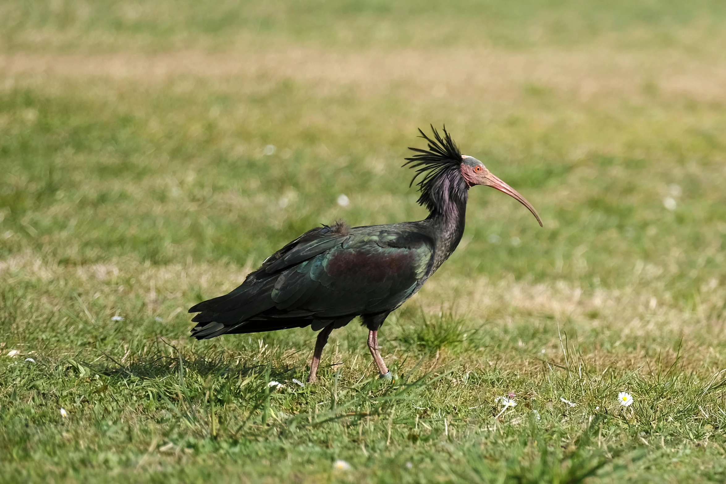 a bird walking in the grass near some rocks