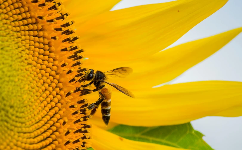 close up of a very big yellow sunflower with a small bee