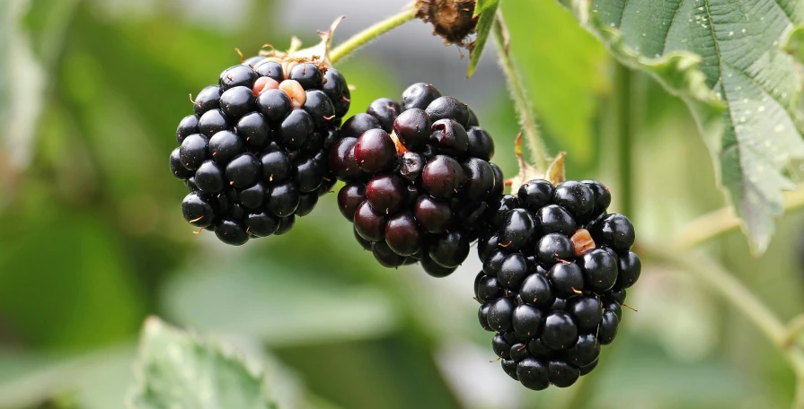 some black berries hang from the nch of a plant