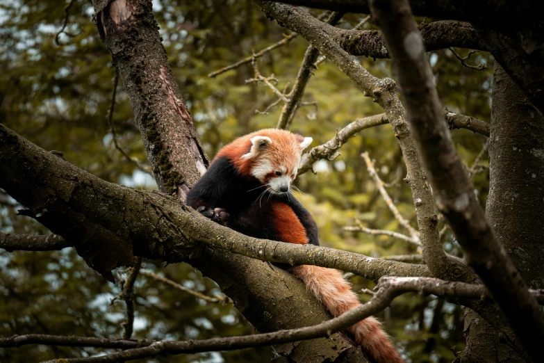 a red panda sitting on a tree nch