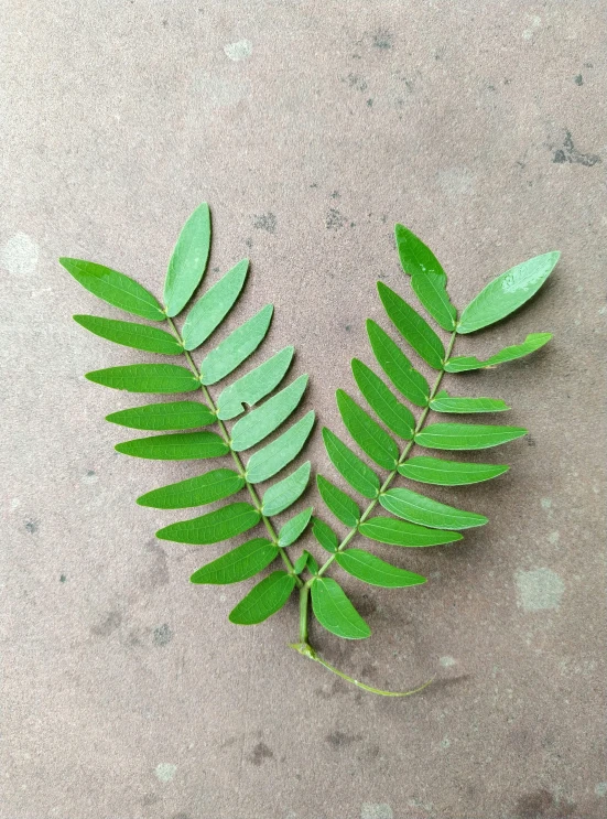 a plant with leaves is laying on concrete