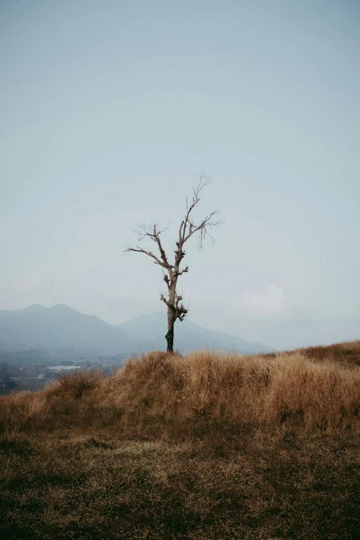 single tree in the middle of a mountain with blue sky