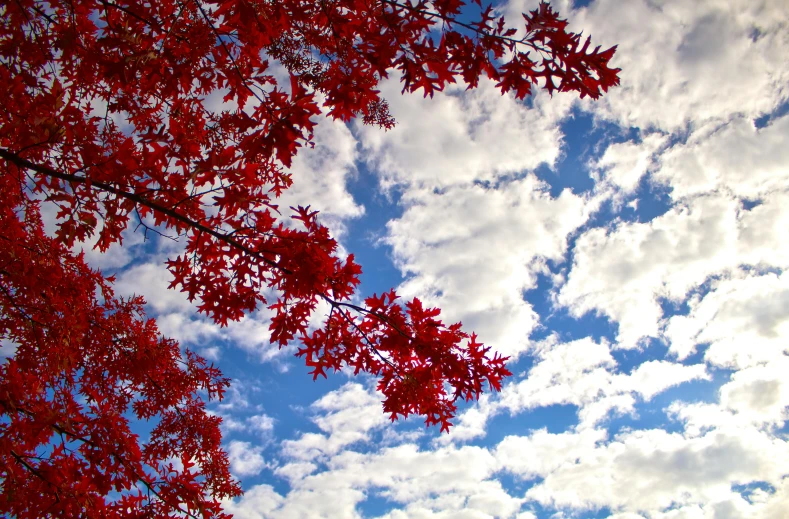 red leaves against blue sky with clouds