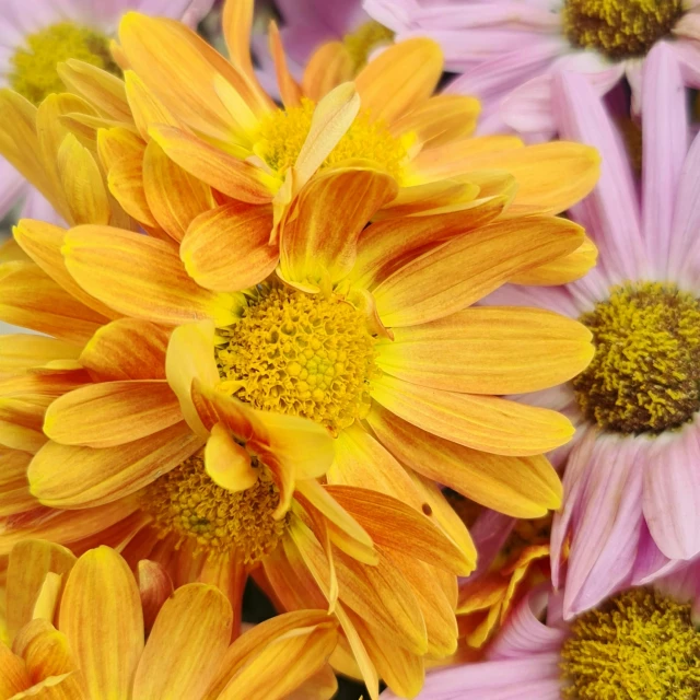 a very large group of pretty yellow and pink flowers