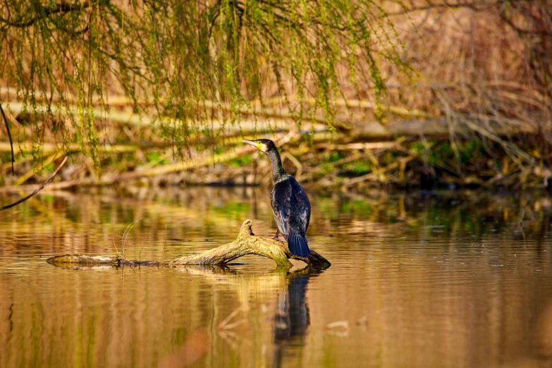 a bird sitting on top of a tree log in a lake