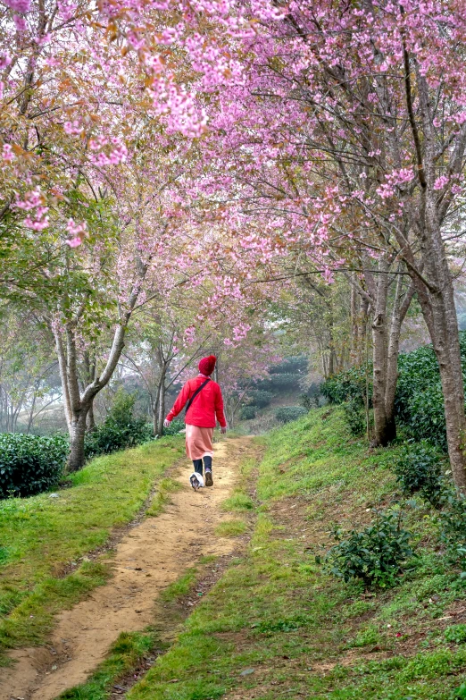 a  walks down a pathway on a spring day