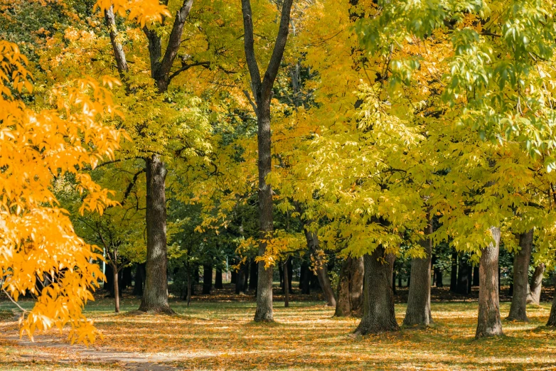 the trees are displaying their yellow foliage in autumn