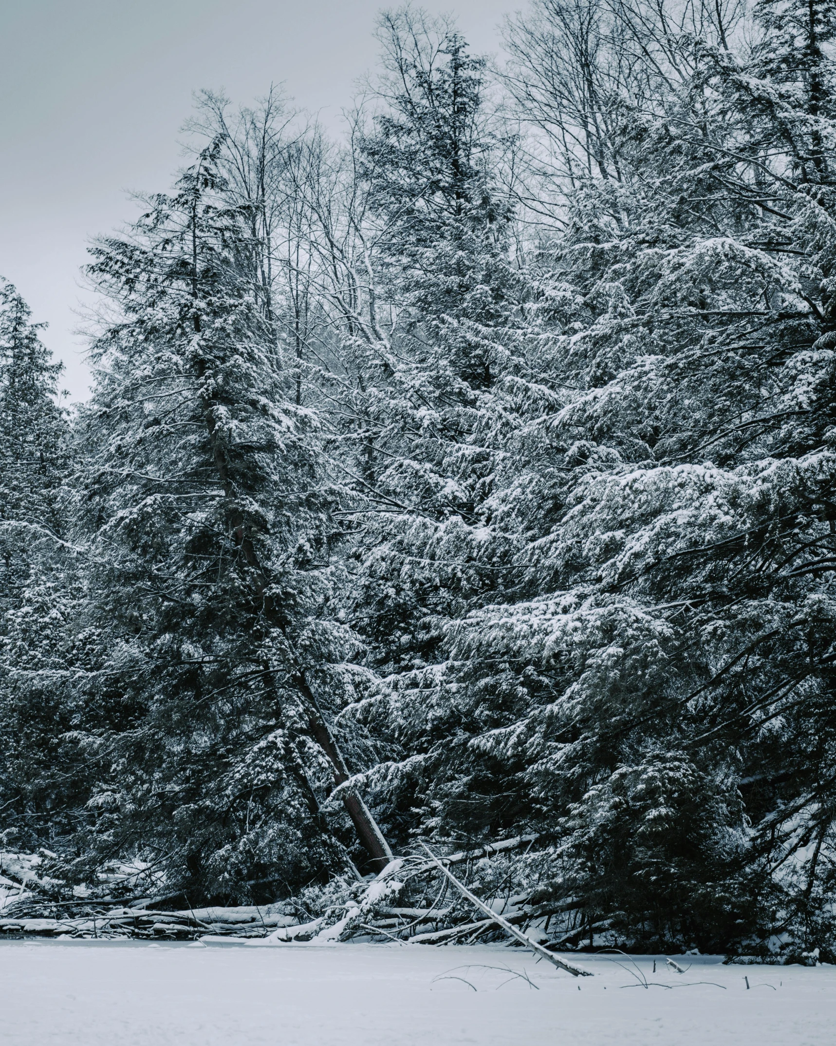 a snow covered forest, with tall trees