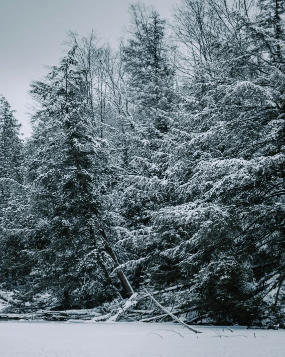 a snow covered forest, with tall trees