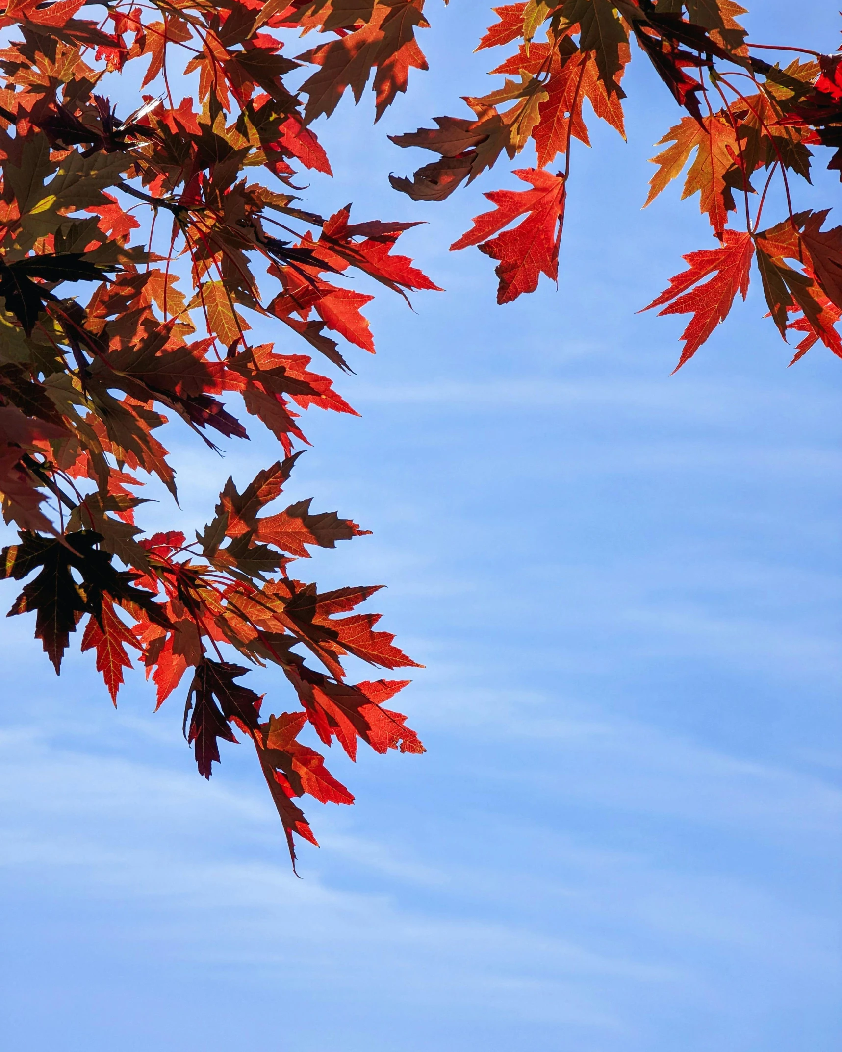 red leaves with white sky background