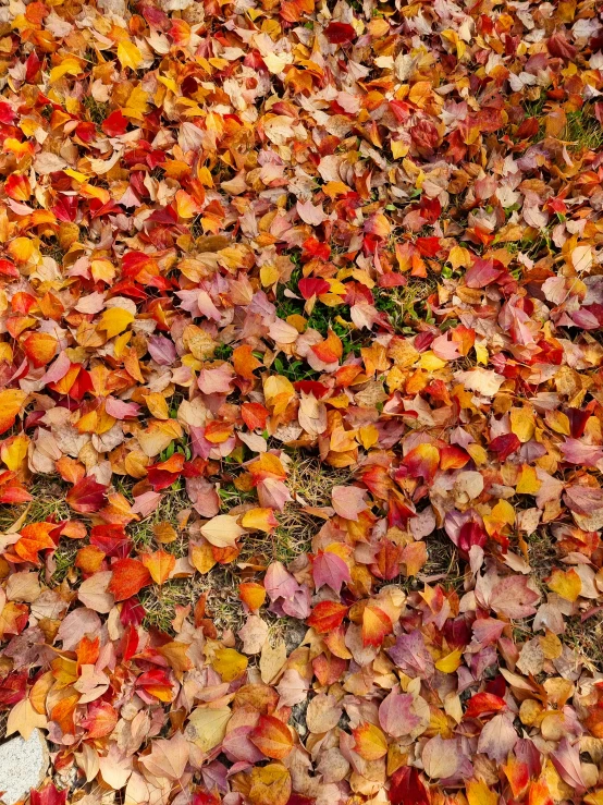 the surface covered with fall leaves is very colorful