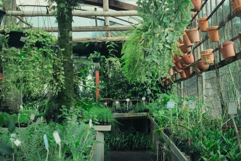 many plants in a small building filled with dirt