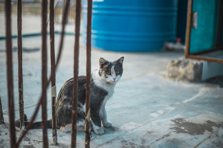 a black, white and grey cat sitting by a building