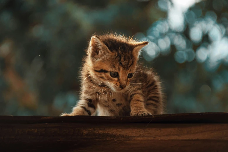 a kitten that is sitting in the sun