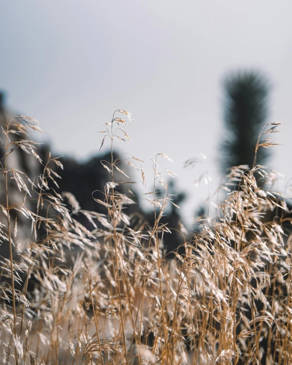 weeds are shown on a bright, sunny day