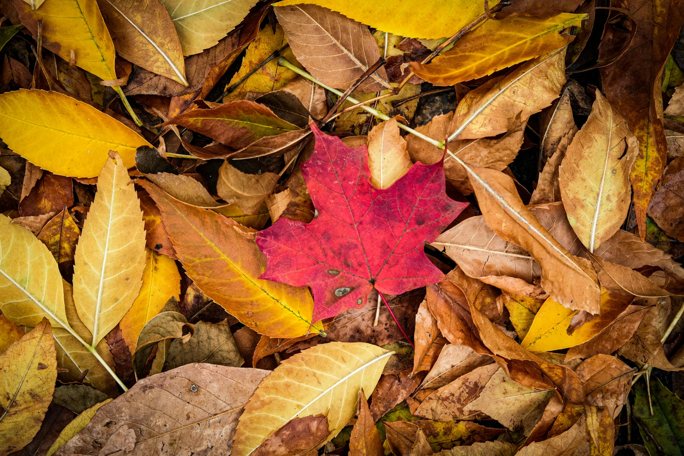 an autumn leaf is lying in the middle of fallen leaves