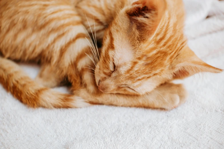 an orange striped cat sleeping on a white blanket