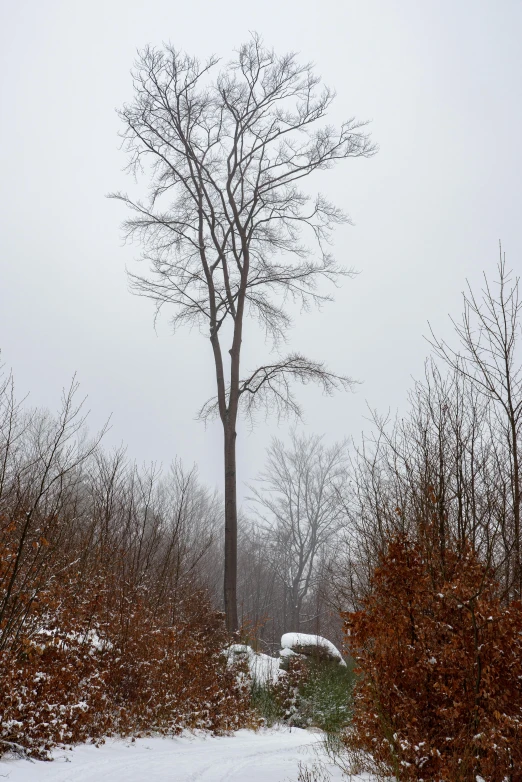 a bench by a tree with winter foliage on it