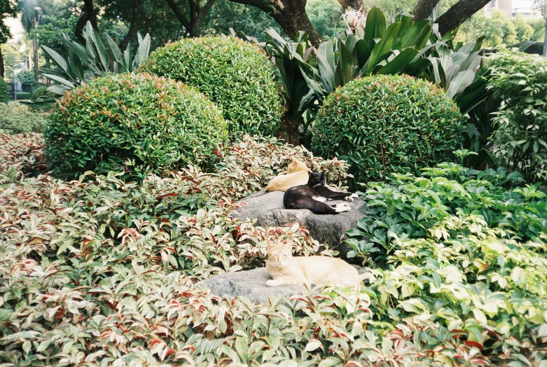 bushes and shrubs are shown in the park