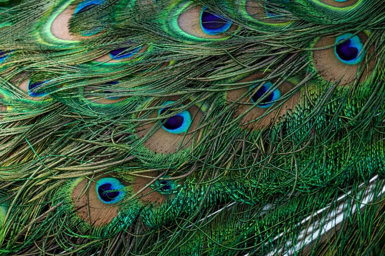 several peacock feathers are seen together, some with long and small feathers