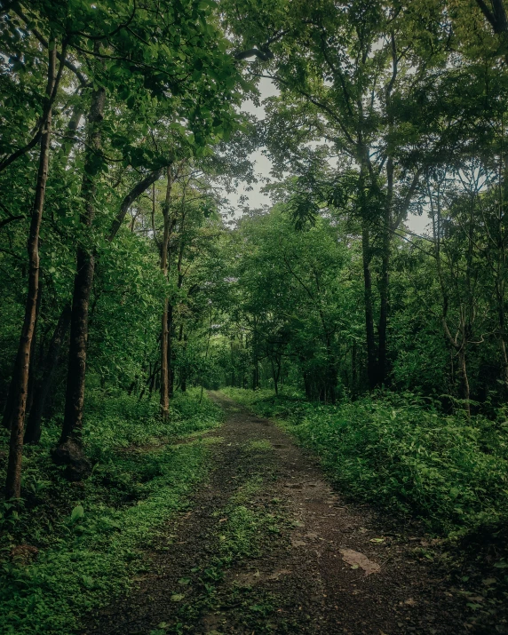 a lush green forest filled with trees and dirt