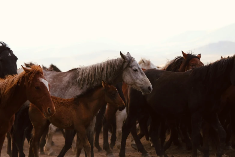 a herd of horses standing next to each other