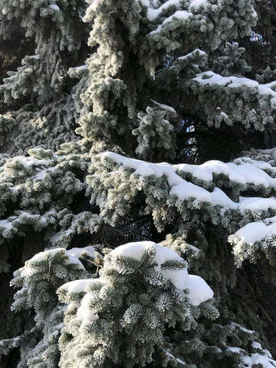 a snow covered pine tree that is next to another snowy tree