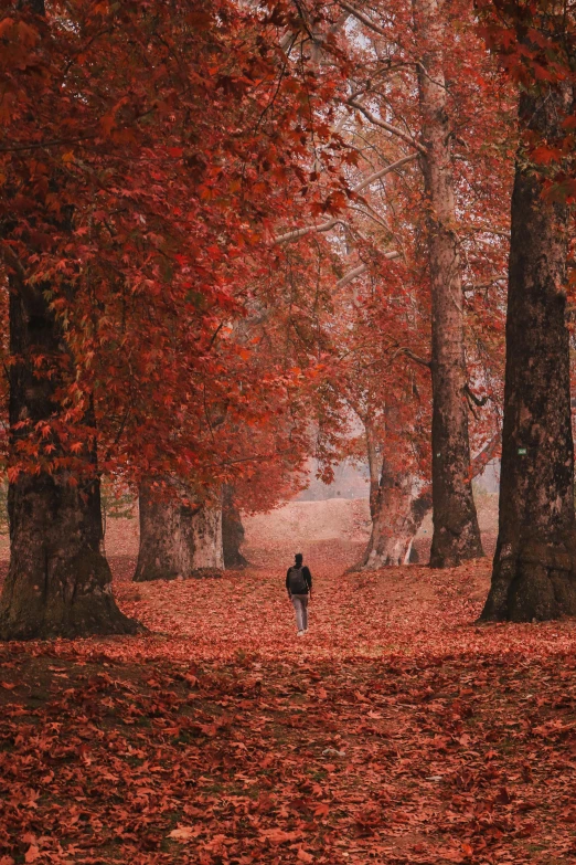 a man walking through a forest filled with lots of trees