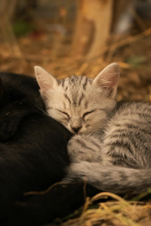 two kittens sleeping next to each other on a grass covered ground