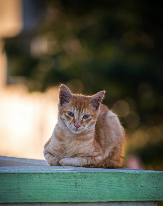 an orange cat sits on the edge of a wooden fence